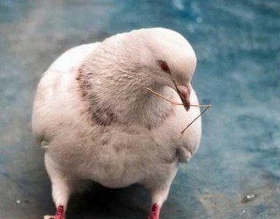A indústria de galinhas de carne é uma das novas indústrias especiais de aves de capoeira