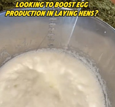 Procurando aumentar a produção de ovos em galinhas?
